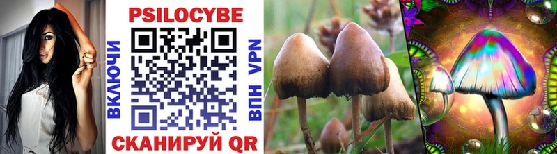 купить  сайты  Новоузенск  Псилоцибиновые грибы Cubensis 